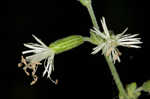 Blue ridge catchfly